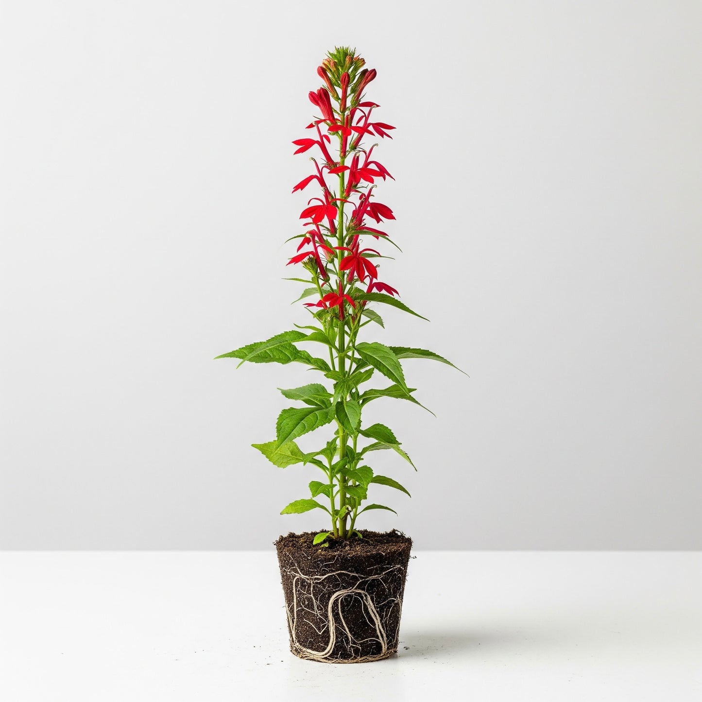 Cardinal Flower (Lobelia cardinalis) 12-18" Tall Plant