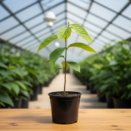 Pawpaw (Asimina triloba) 12-18" Tall Seedling